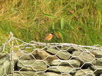SX00432 Little birdie [Common Stonechat - Saxicola Torquatus].jpg